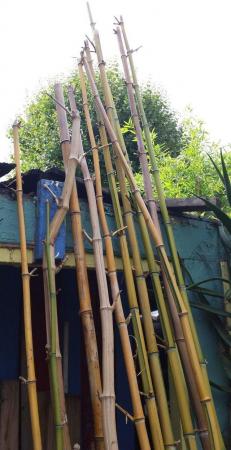 Image 1 of CANESof Bamboo.for staking, screening etc etc