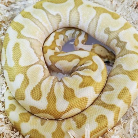 Image 5 of Banana,Pastel, Lesser, YB CB22 Ball Python