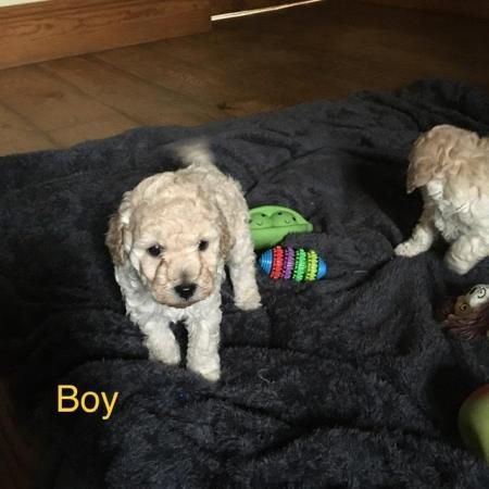 Image 12 of DNAHealth tested Champagne Toy Poodle pups READY NOW!