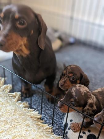 Image 5 of Miniature dachshund pups