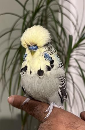 Image 15 of Hand Tame Baby Budgie Parakeets