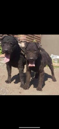 Image 2 of Patterdale terrier puppies for sale