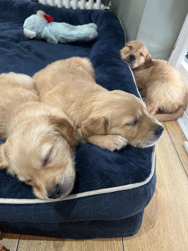 Preview of the first image of KC Registered Golden Retriever puppies READY NOW.