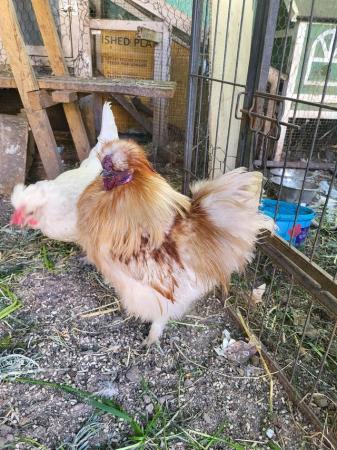Image 1 of 1 year old silkie rooster