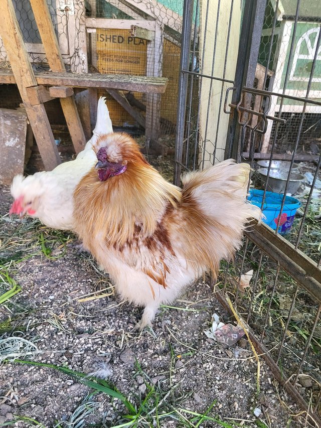 Preview of the first image of 1 year old silkie rooster.