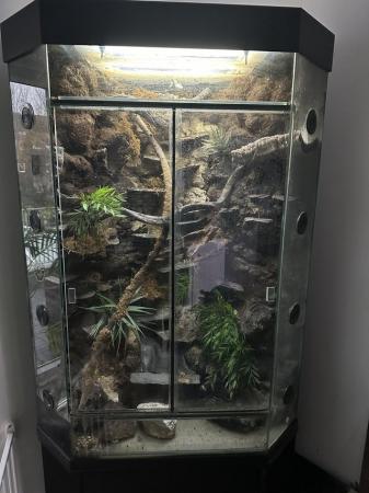 Image 1 of HUGE Full sized corner reptile terrarium / vivarium