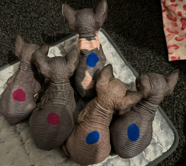 Preview of the first image of 5 Sphynx kittens for sale, 3 boys, 2 girls £600 each.