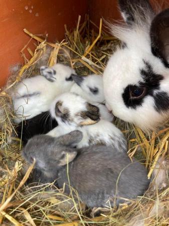 Image 2 of Lion head rabbits boys and girls available