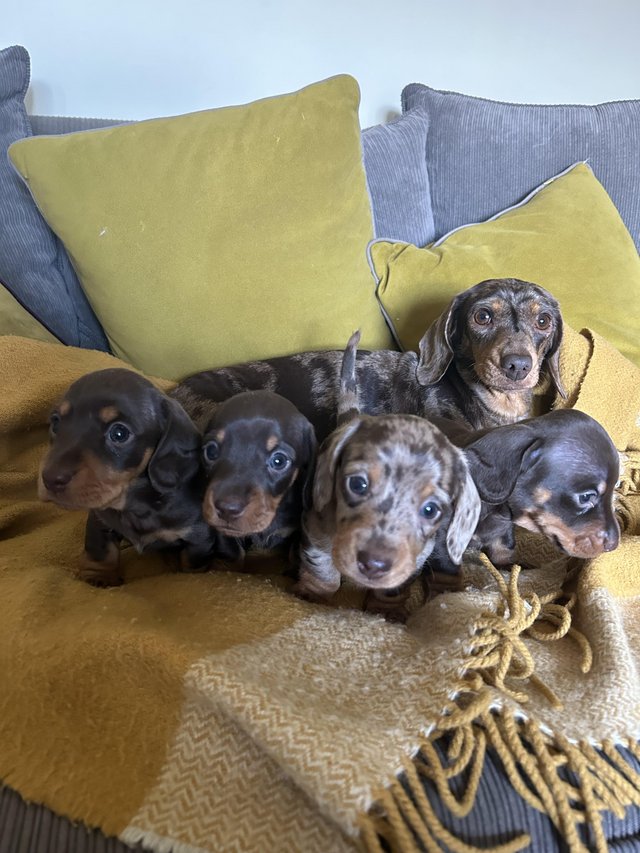 Preview of the first image of Beautiful KC reg miniature dachshund puppies for sale.
