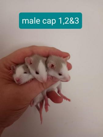 Image 3 of Gorgeous Baby Rats£15 each or £2 for £25