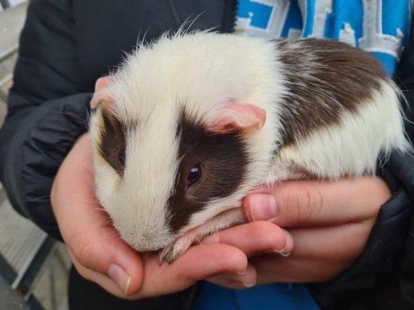 Image 2 of Mr Guinea Pig looking for a home