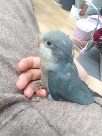 Image 6 of DNA tested baby Quaker parrots looking for loving homes