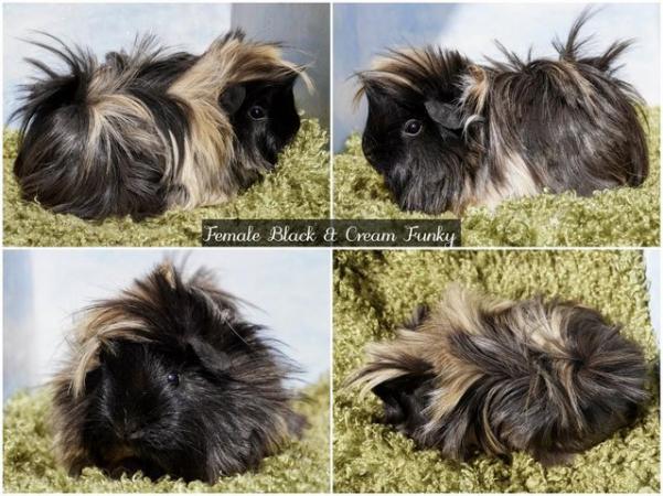 Image 2 of Young Long haired guinea pigs in Roche