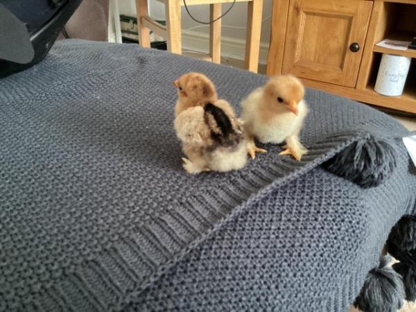 Image 1 of Pekin and frizzle chicks