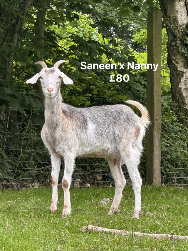 Preview of the first image of Reduced Goat! Pygmy, Saneen, Anglo Nubian, Boar.