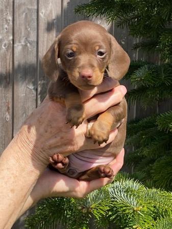 Image 7 of Miniature smooth haired Dachshund