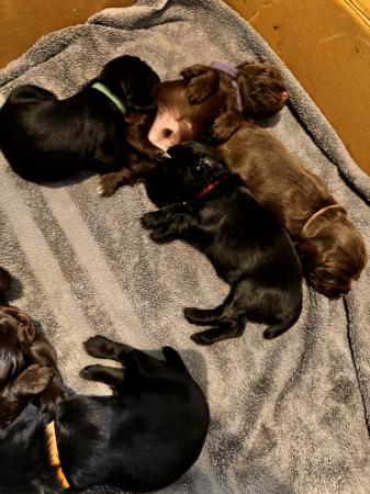 Image 2 of Working cocker spaniel puppies