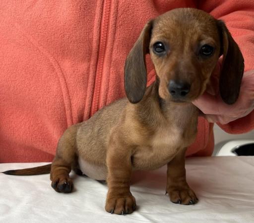 Image 4 of KC Miniature Dachshund puppies, PRA clear