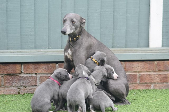 Image 9 of Stunning KC Whippet Pups For Sale