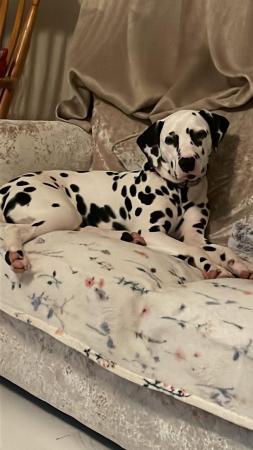 Image 4 of 10 months old gorgeous Dalmation Buddy