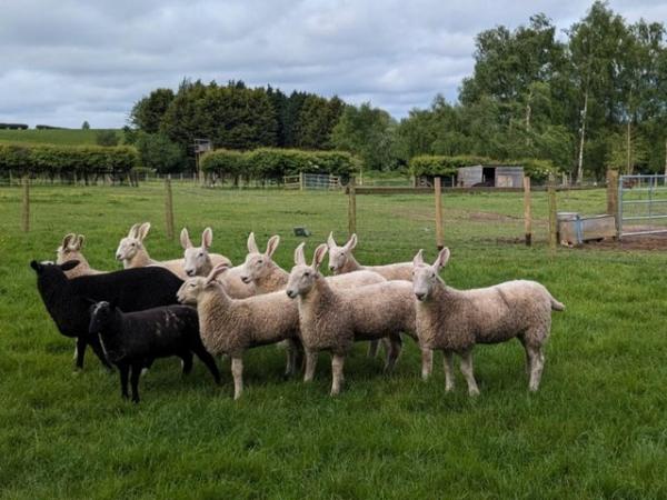 Image 1 of Border Leicester Ewe Lambs For Sale