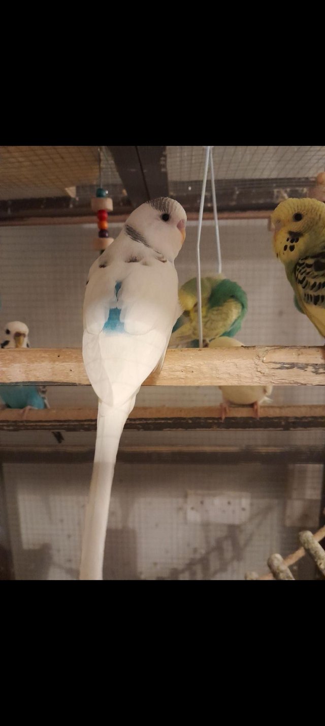 Preview of the first image of Baby budgies for sale, various colours available,  males an,.