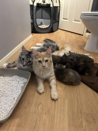 Image 6 of 1 female left - Beautiful Maine Coon Kittens