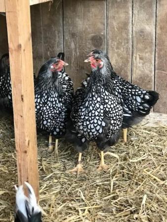 Image 5 of Silver Laced Wyandotte Large fowl Hatching eggs