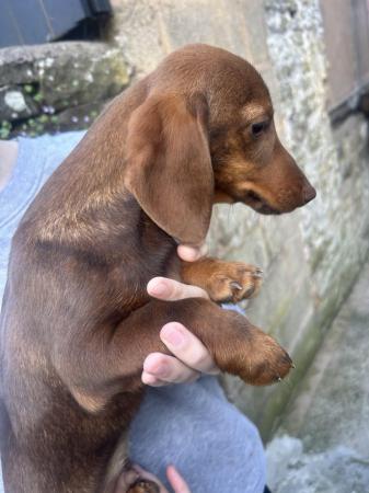 Image 6 of Miniature Dachshund Dogs