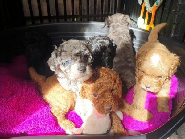 Image 6 of MERLE BLACK & SILVER TOY POODLE FOR STUD ONLY!DNA HEALTH