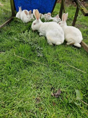 Image 2 of White New Zealand Young Rabbits For Sale