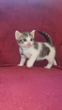 Image 8 of RESERVED - beautiful polydactyl (extra toes) kitten