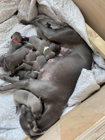 Image 2 of 1 Stunning Pedigree Blue Whippet Boy READY TO LEAVE