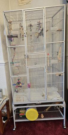 Image 2 of 2 budgies and large cage