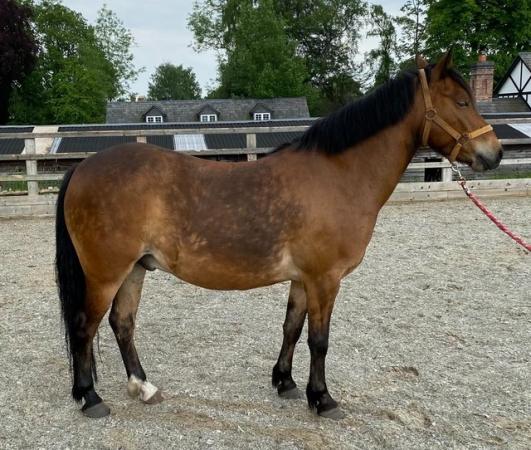 Image 2 of New Forest Gelding 5yrs old 13.2hh
