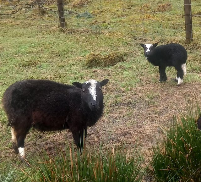 Preview of the first image of 2x Balwen Ewe with ewe lamb at foot.