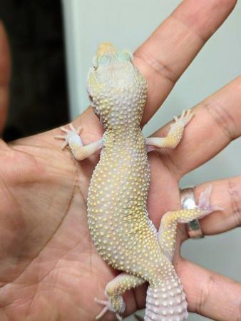 Image 5 of Some stunning leopard geckos males and females