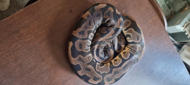 Image 35 of Full collection of ball pythons and racking