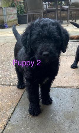 Image 3 of 2 labradoodle f1 girls ready to go.