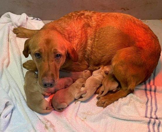Image 31 of OUTSTANDING LITTER OF FOX RED AND YELLOW LABRADOR PUPPIES
