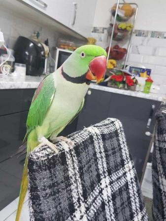 Image 6 of 3 Three-years old hand reared Alexanderine parrot for sale