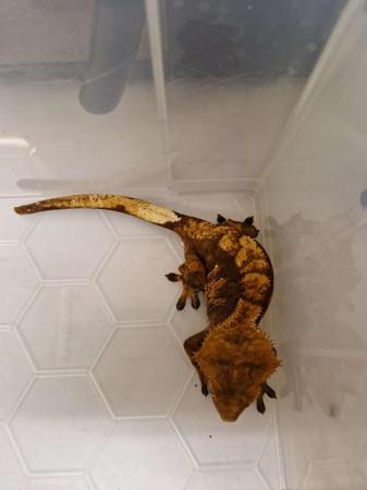 Image 5 of 2 Crested Geckos with One full set up