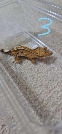 Image 2 of Baby crested geckos for sale, multiple ages, unsexed