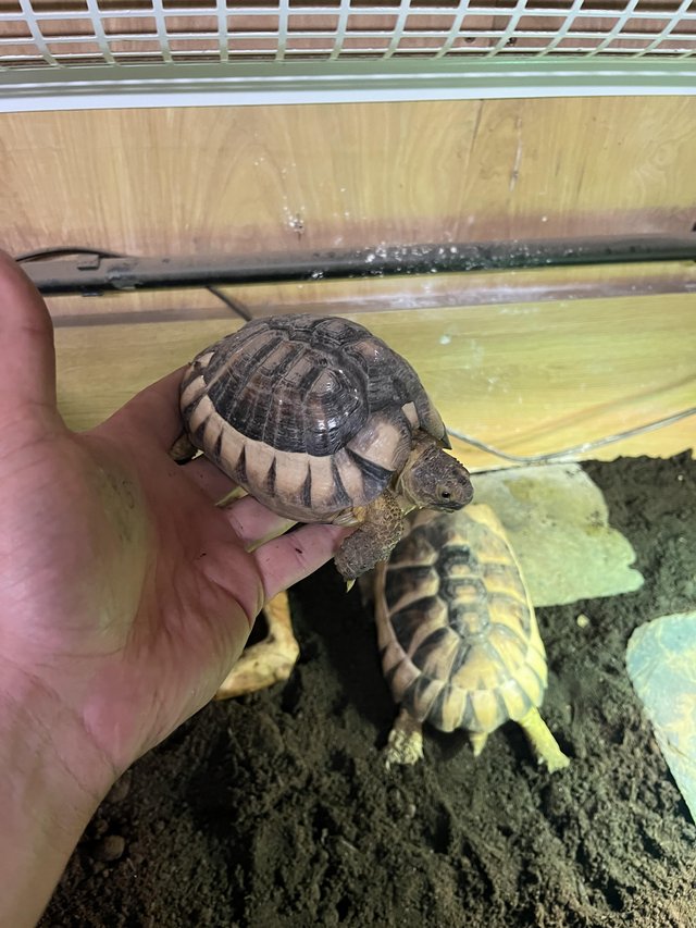Marginated tortoises setup — photo 4 of 4