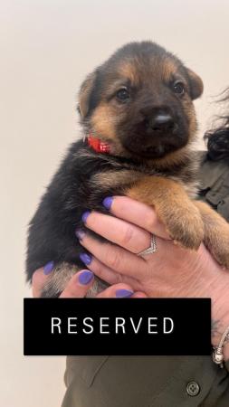 Image 6 of 7 gorgeous German shepherd puppies for sale.