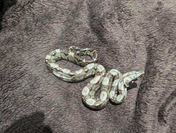 Image 9 of Baby Boa Constrictor Imperator
