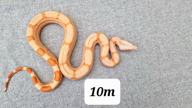 Preview of the first image of Kahl Sunglow roswell Laddertail boa constrictor 10m.