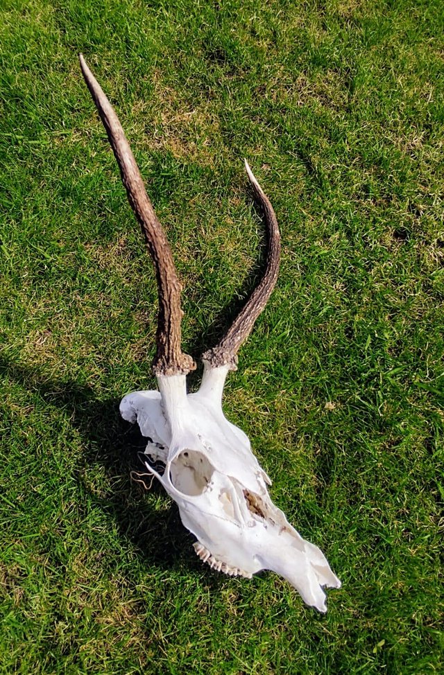 Preview of the first image of Medium Sized Deer Skull / Young Stags Head.