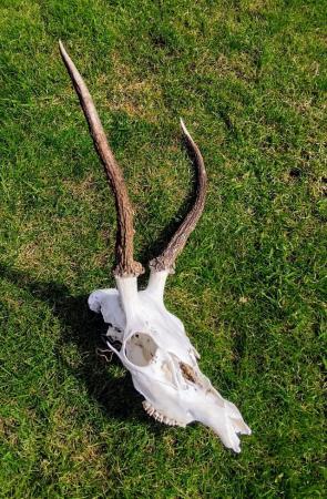 Image 1 of Medium Sized Deer Skull / Young Stags Head