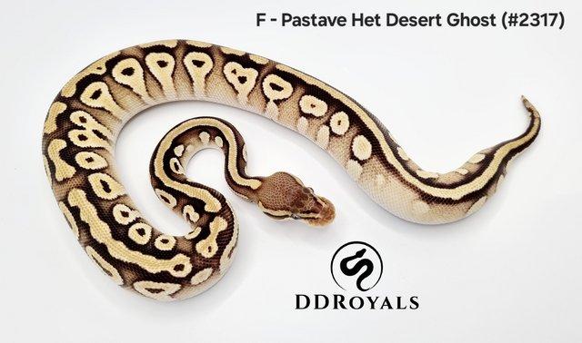Image 7 of Royal Pythons: Pieds, Desert Ghosts. ADULTS AND HATCHLINGS